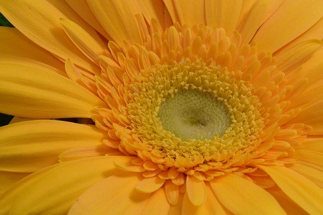 Free download Gerbera Flower Blossom -  free photo or picture to be edited with GIMP online image editor