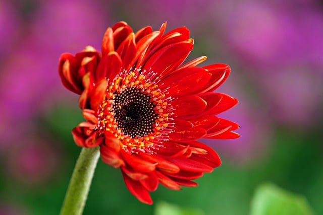 Free download gerbera flower flora nature free picture to be edited with GIMP free online image editor