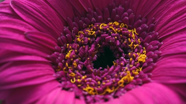 Free download gerbera flower plant pink flower free picture to be edited with GIMP free online image editor