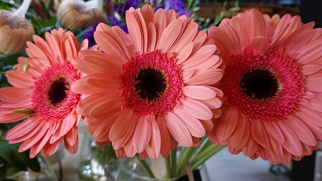 Free download Gerbera Flowers Cut -  free photo or picture to be edited with GIMP online image editor