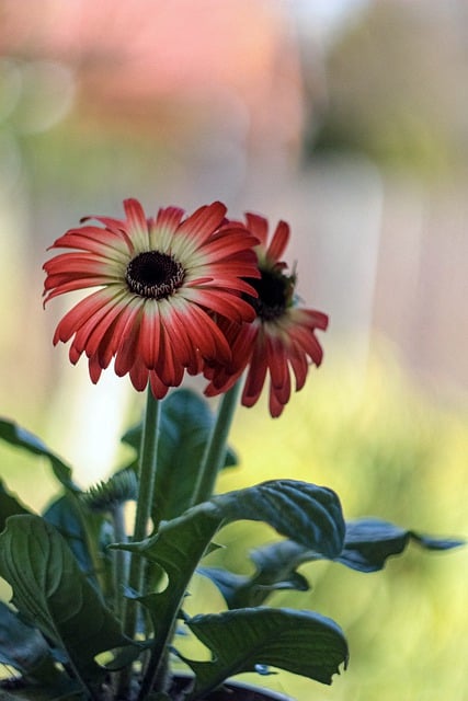 Free download gerbera transvaal daisies flowers free picture to be edited with GIMP free online image editor