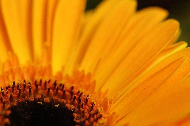 Free download Gerbera Yellow Macro -  free photo or picture to be edited with GIMP online image editor