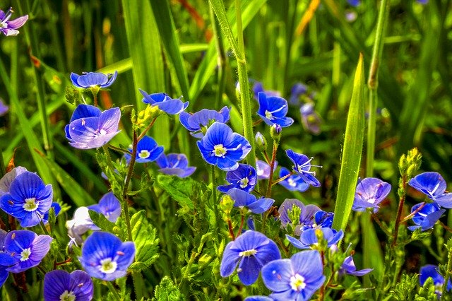 Free download Germander Speedwell Wild Plant -  free photo or picture to be edited with GIMP online image editor