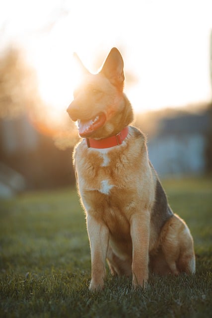 Free download german shepherd canine dog pet free picture to be edited with GIMP free online image editor