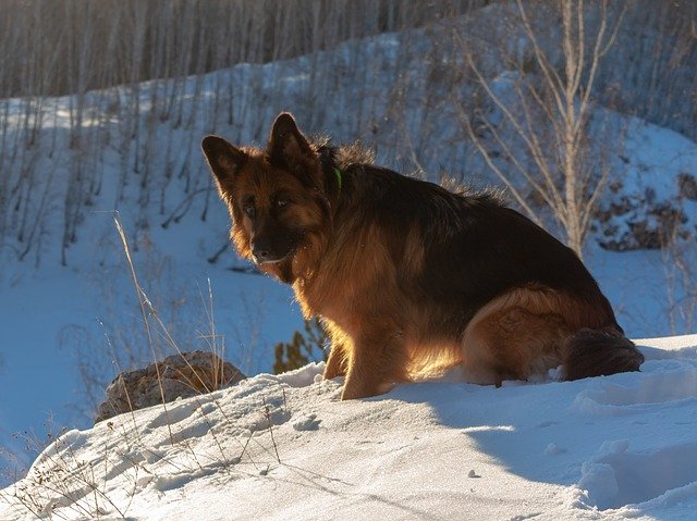 Free download German Shepherd Dog -  free photo or picture to be edited with GIMP online image editor