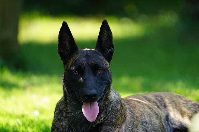 Free download german shepherd dog pet canine free picture to be edited with GIMP free online image editor