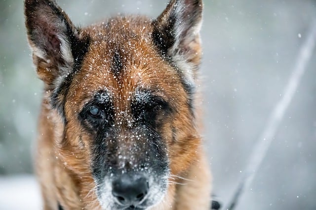 Free download german shepherd dog snow winter free picture to be edited with GIMP free online image editor