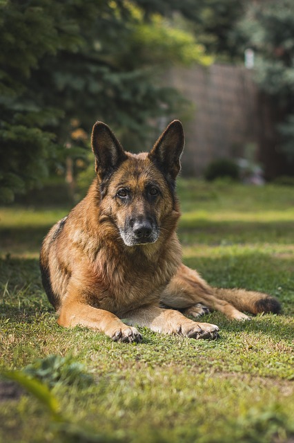 Free download german shepherd sheep dog german free picture to be edited with GIMP free online image editor