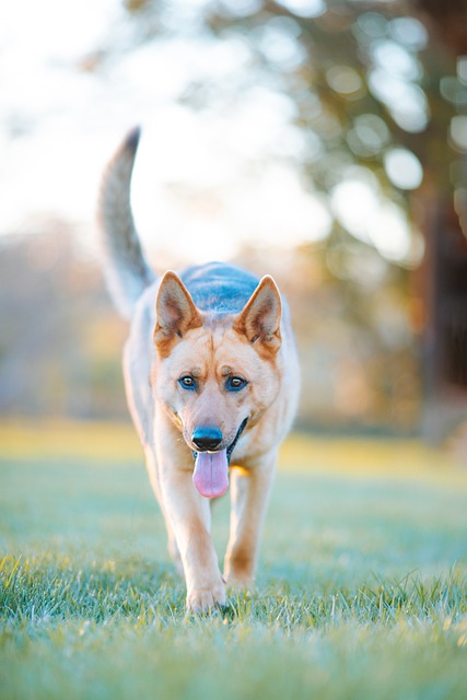 Free download german shepherd walking panting free picture to be edited with GIMP free online image editor