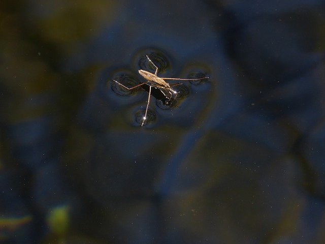 Free download Gerridae Sabater Aquatic Insect -  free photo or picture to be edited with GIMP online image editor