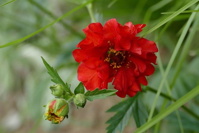 Free download Geum Garden Blossom -  free photo or picture to be edited with GIMP online image editor