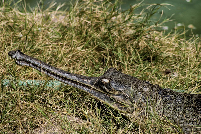 Free download gharial fish eating crocodile free picture to be edited with GIMP free online image editor