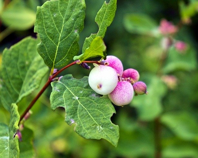 Free download Ghostberry Snowberry Waxberry -  free photo or picture to be edited with GIMP online image editor