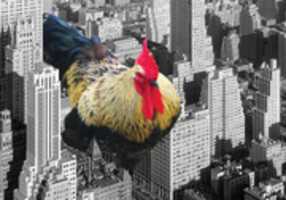 Free download Giant Chicken Walking In The City image, picture free photo or picture to be edited with GIMP online image editor