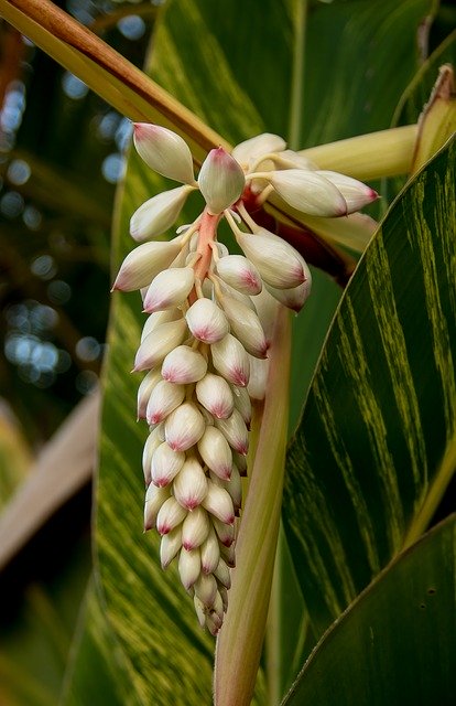 Free download Ginger Plant Garden -  free photo or picture to be edited with GIMP online image editor