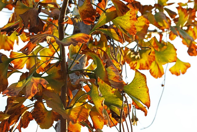 Free download ginkgo biloba tree maidenhair tree free picture to be edited with GIMP free online image editor