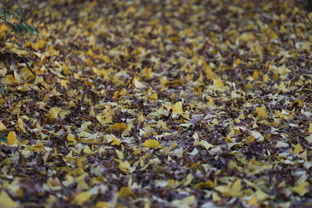 Free download ginkgo leaves fall fall leaves free picture to be edited with GIMP free online image editor