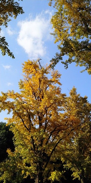 Free download Ginkgo Sky Clear -  free photo or picture to be edited with GIMP online image editor