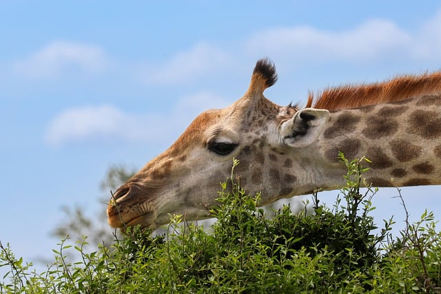 Free download girafe africa wild neck stains free picture to be edited with GIMP free online image editor