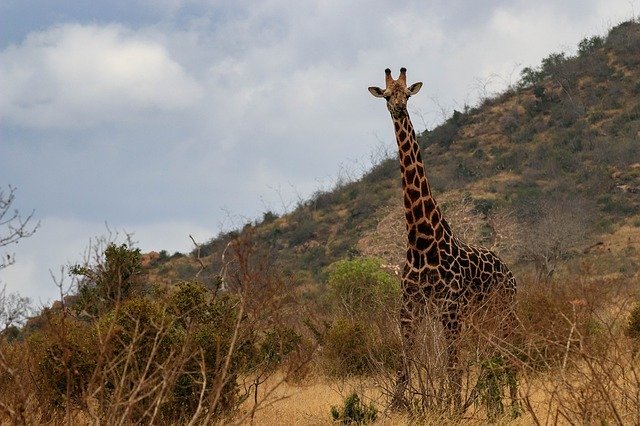 Free download Giraffe Africa Kenya -  free photo or picture to be edited with GIMP online image editor