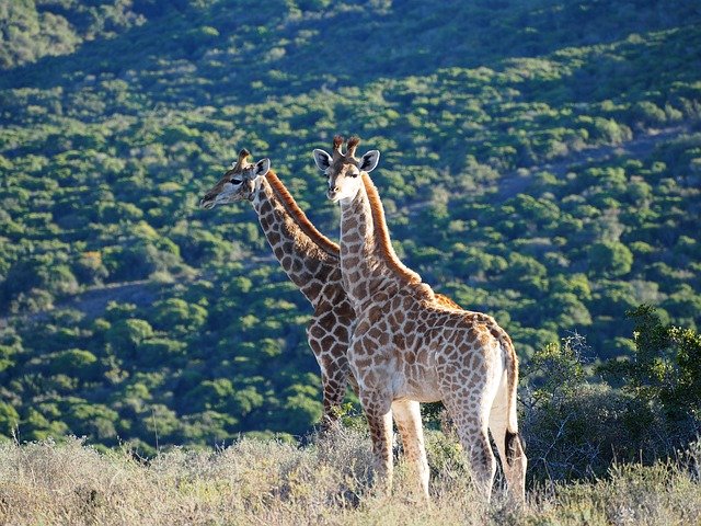 Free download Giraffe Africa Safari -  free photo or picture to be edited with GIMP online image editor