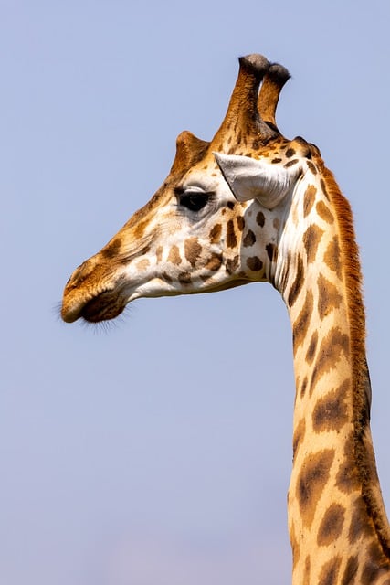 Free download giraffe animal head safari free picture to be edited with GIMP free online image editor