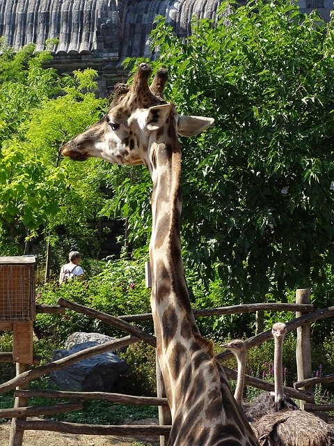 Free download Giraffe Animal Mammals -  free photo or picture to be edited with GIMP online image editor