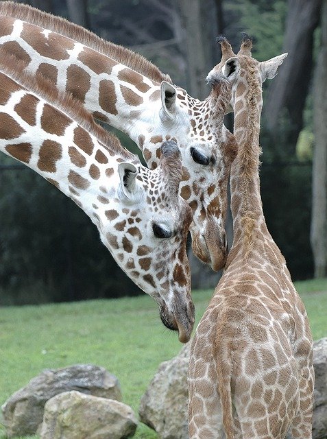 Free download Giraffe Animals Africa -  free photo or picture to be edited with GIMP online image editor