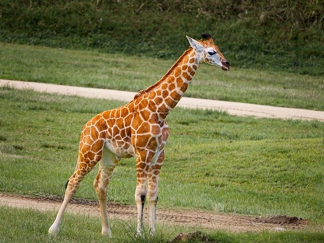 Free download Giraffe Baby Animal -  free photo or picture to be edited with GIMP online image editor