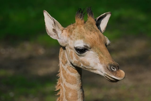 Free download giraffe cub head wildlife animal free picture to be edited with GIMP free online image editor