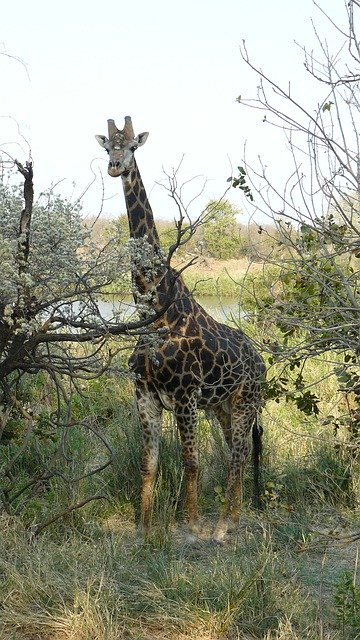 Free download Giraffe Kruger Wilderness -  free photo or picture to be edited with GIMP online image editor