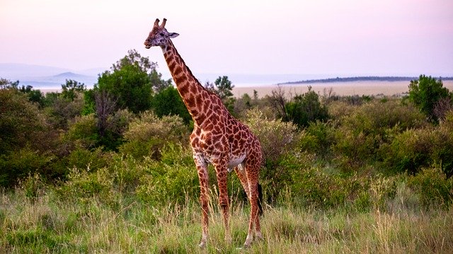 Free download Giraffe Landscape Africa -  free photo or picture to be edited with GIMP online image editor