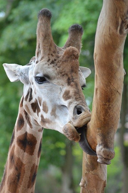 Free download Giraffe Language Zoo -  free photo or picture to be edited with GIMP online image editor