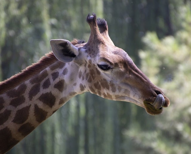 Free download giraffe mammal head nature free picture to be edited with GIMP free online image editor