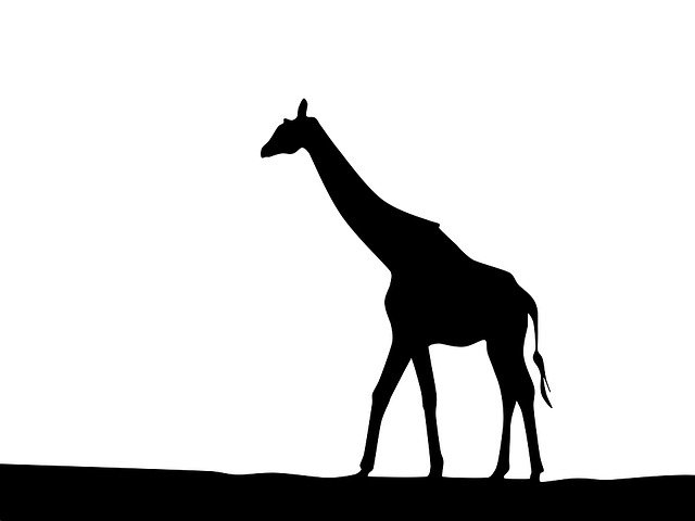 Free download Giraffe Nature Africa -  free illustration to be edited with GIMP free online image editor