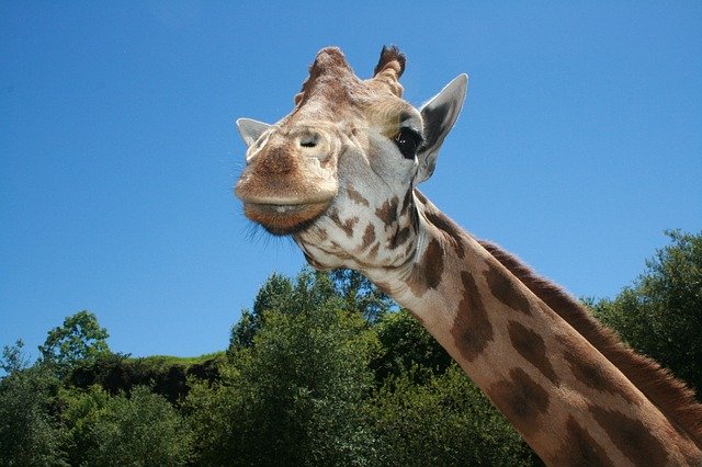 Free download Giraffe Neck Long -  free photo or picture to be edited with GIMP online image editor