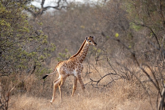 Free download giraffe neck stains infant africa free picture to be edited with GIMP free online image editor