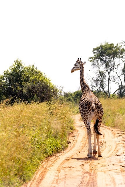 Free download giraffe road plants running free picture to be edited with GIMP free online image editor