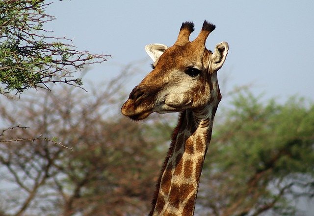 Free download giraffe safari africa lodge nature free picture to be edited with GIMP free online image editor