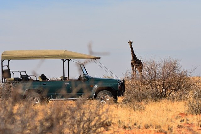 Free download giraffe safari africa savannah free picture to be edited with GIMP free online image editor