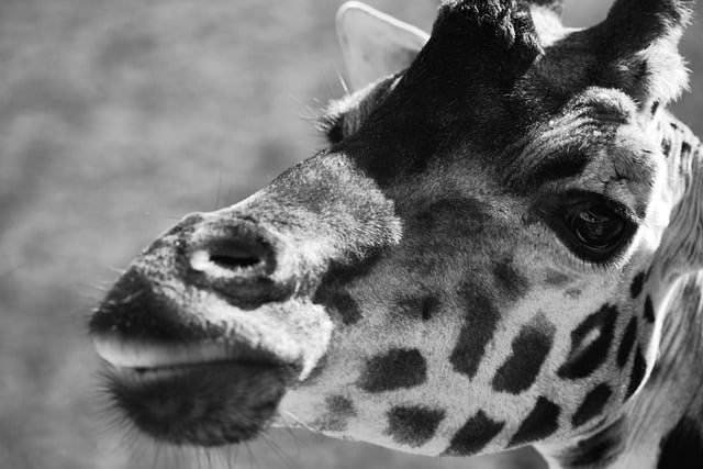 Free download giraffe safari animal wildlife free picture to be edited with GIMP free online image editor