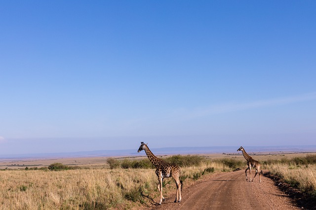 Free download giraffe safari savannah wildlife free picture to be edited with GIMP free online image editor