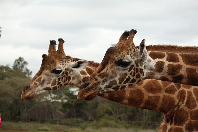 Free download Giraffes Africa Kenya -  free photo or picture to be edited with GIMP online image editor