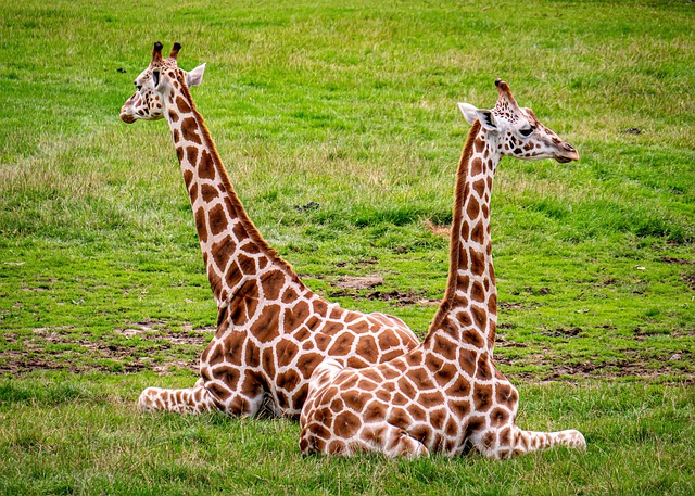 Free download giraffes animals mammals wildlife free picture to be edited with GIMP free online image editor