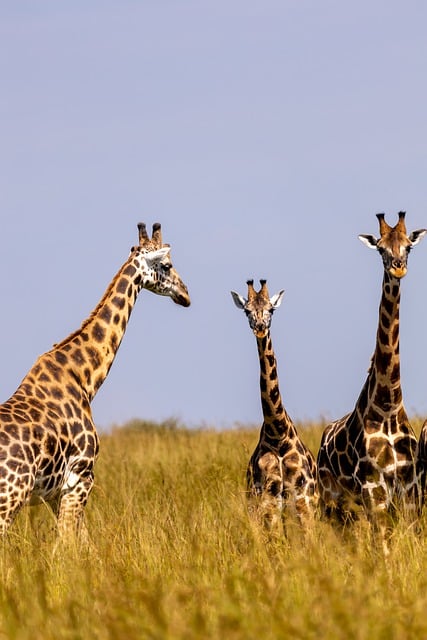 Free download giraffes animals safari wildlife free picture to be edited with GIMP free online image editor