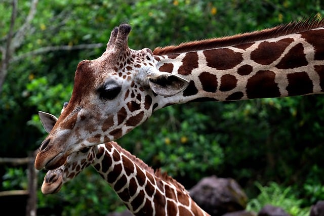 Free download giraffes animals zoo mammals free picture to be edited with GIMP free online image editor