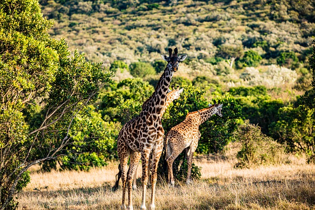 Free download giraffes wild animals wilderness free picture to be edited with GIMP free online image editor