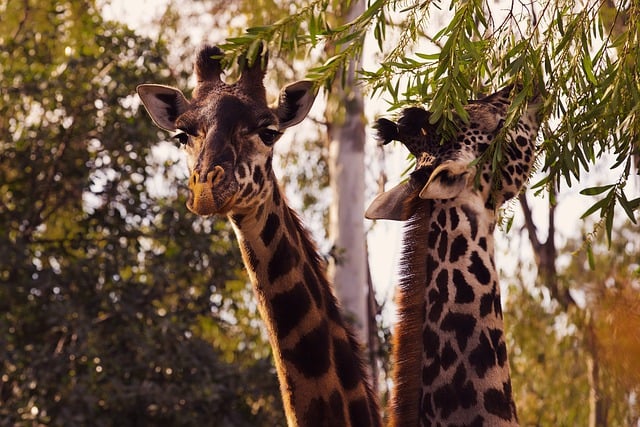 Free download giraffes wildlife nature free picture to be edited with GIMP free online image editor