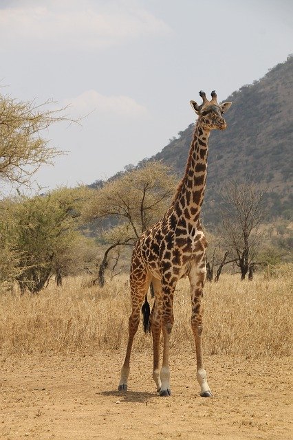 Free download Giraffe Tanzania Safari -  free photo or picture to be edited with GIMP online image editor