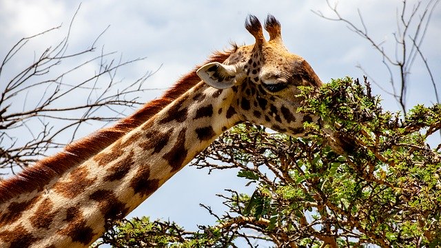 Descărcare gratuită Giraffe Tree Kenya - fotografie sau imagini gratuite pentru a fi editate cu editorul de imagini online GIMP